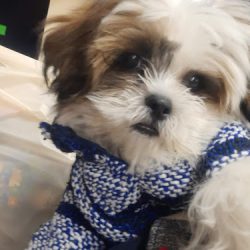 Negocio Veterinaria Vervet