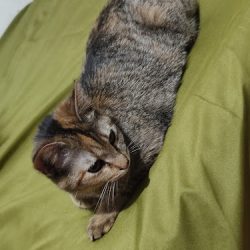 Veterinaria Vet Conelly