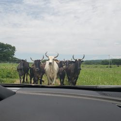 Veterinaria Y Alimentos Morelos