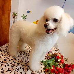 Veterinaria Y Estética Canina Dr Jaramillo