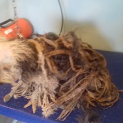 Veterinaria Y Estética Canina