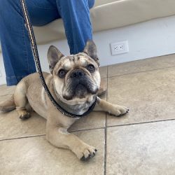 Negocio Veterinaria Y Estética Canina My Pets