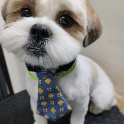 Negocio Veterinaria Zoo-e