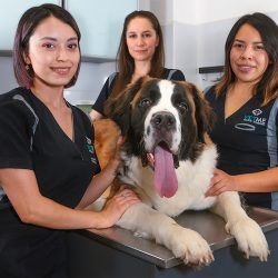 Vetme - Hospital Veterinario Hipódromo