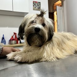 Vets Veterinaria Integral