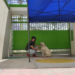 Vip Clinic (very Important Pets)