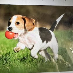 Negocio Wau Las Américas