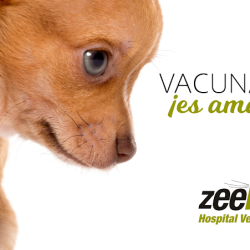 Negocio Zeebra Hospital Veterinario