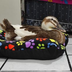 Zoopactli Clínica Veterinaria Y Tienda De Mascotas